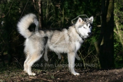 Alaskan Malamute