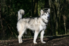 Alaskan Malamute