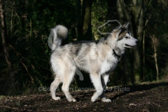 Alaskan Malamute