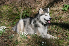 Alaskan Malamute