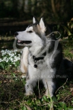 Alaskan Malamute