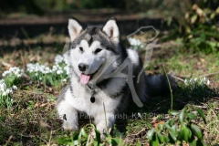 Alaskan Malamute