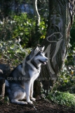 Alaskan Malamute