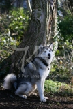 Alaskan Malamute