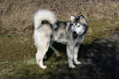 Alaskan Malamute