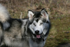 Alaskan Malamute