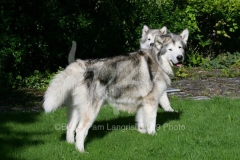 Alaskan Malamute