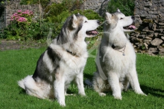 Alaskan Malamute