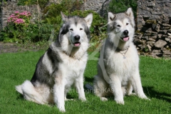 Alaskan Malamute