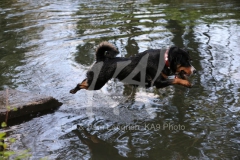 Appenzeller Sennenhund