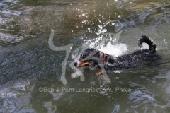 Appenzeller Sennenhund