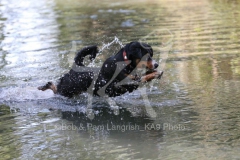 Appenzeller Sennenhund