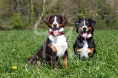 Appenzeller Sennenhund