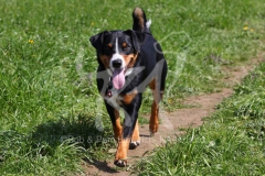 Appenzeller Sennenhund