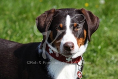 Appenzeller Sennenhund