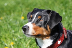 Appenzeller Sennenhund