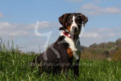 Appenzeller Sennenhund