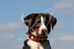 Appenzeller Sennenhund