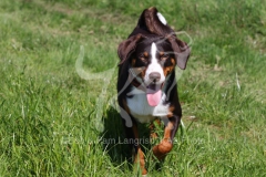 Appenzeller Sennenhund