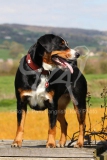 Appenzeller Sennenhund