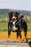 Appenzeller Sennenhund