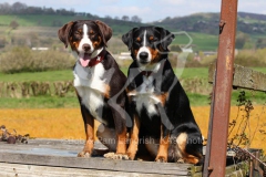 Appenzeller Sennenhund