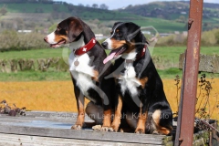 Appenzeller Sennenhund