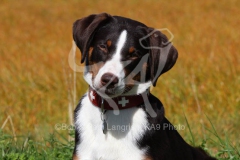 Appenzeller Sennenhund