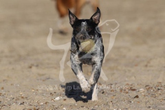 Australian Heeler