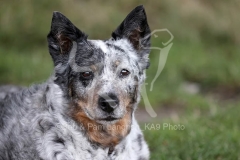 Australian Heeler