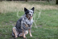 Australian Heeler