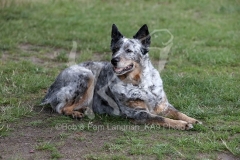 Australian Heeler