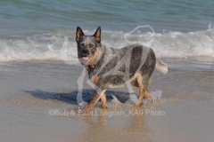 Australian Heeler