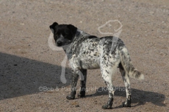 Australian Heeler