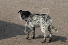 Australian Heeler