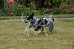 Australian Heeler