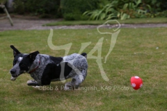 Australian Heeler