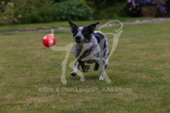 Australian Heeler