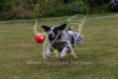 Australian Heeler