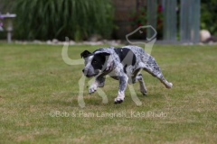 Australian Heeler