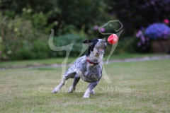 Australian Heeler