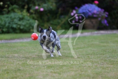 Australian Heeler