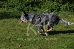 Australian Heeler