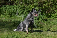 Australian Heeler