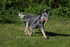 Australian Heeler