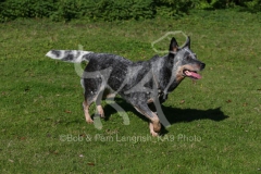 Australian Heeler