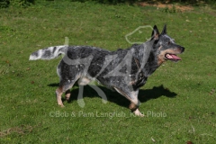 Australian Heeler