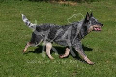 Australian Heeler