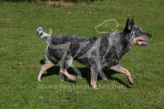 Australian Heeler