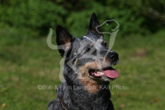 Australian Heeler